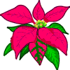poinsettia clipart