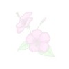flower background on white