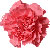 red carnation
