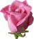 single pink rose